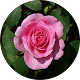 Download Roses Wallpapers For PC Windows and Mac