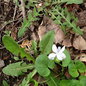 Kidney leaved violet