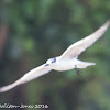 White-winged Tern