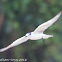 White-winged Tern