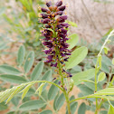 Desert False Indigo