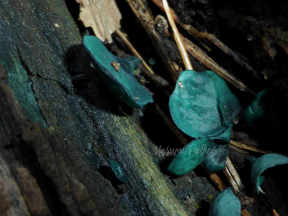 Green Elfcup