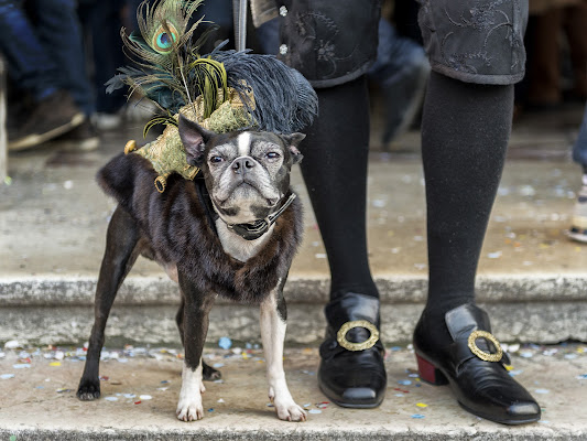 Cane da compagnia di giuliobrega