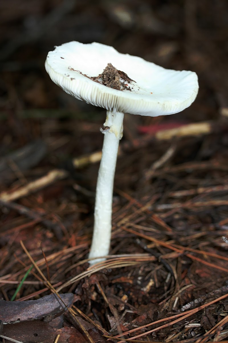 Destroying Angel