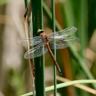 Green-eyed Hawker/ Norfolk Hawker