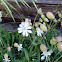 White Campion