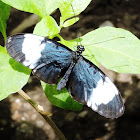 Sapho longwing butterfly