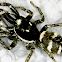 Zebra spider