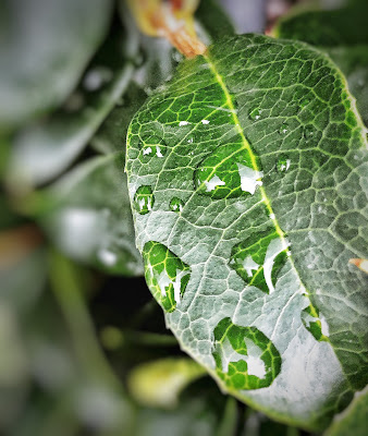 Pioggia sul verde  di Tonio-marinelli