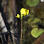 Common Bladderwort