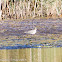 Redshank