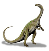 Massospondylus carinatus was about 5m long.