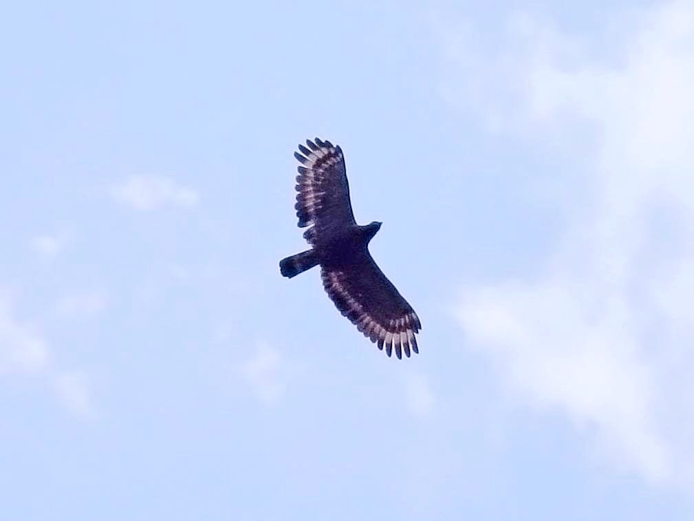 Crested Serpent Eagle