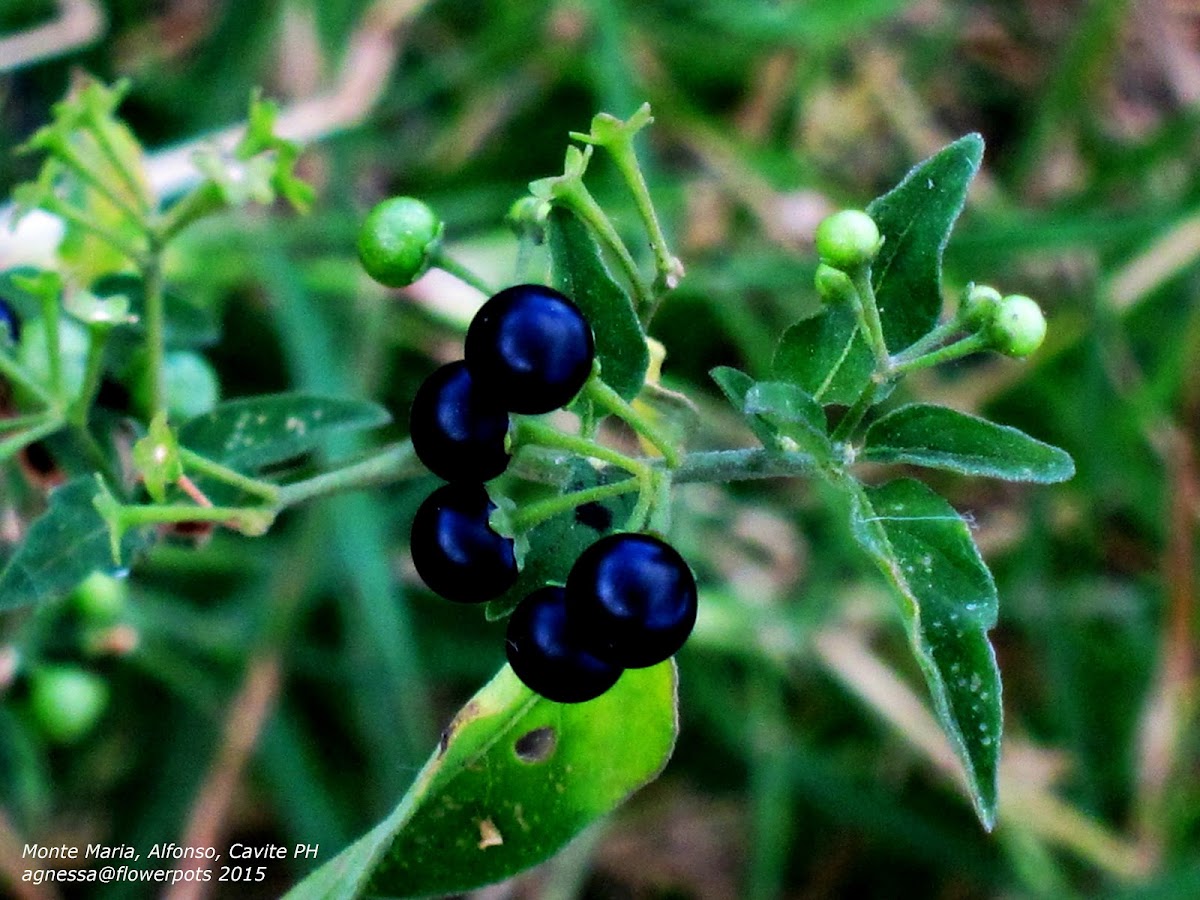 Black Nightshade