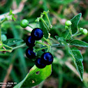 Black Nightshade