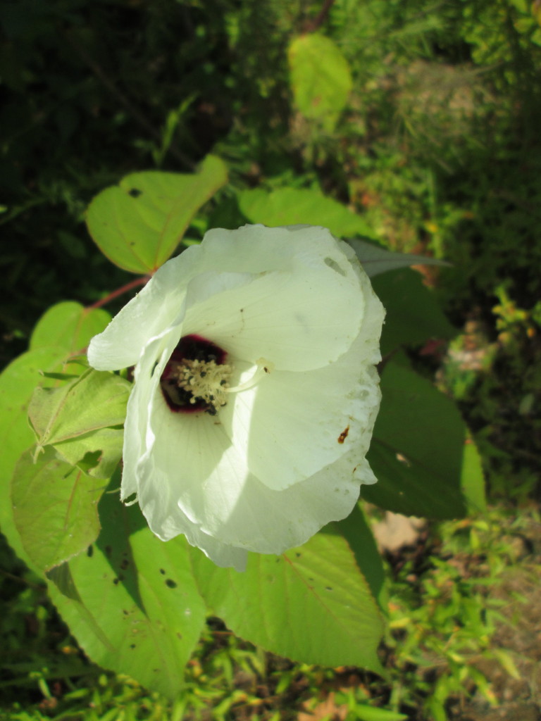 Swamp Mallow