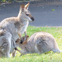 Red-necked Wallaby