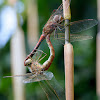 Dragonflies