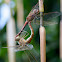 Dragonflies