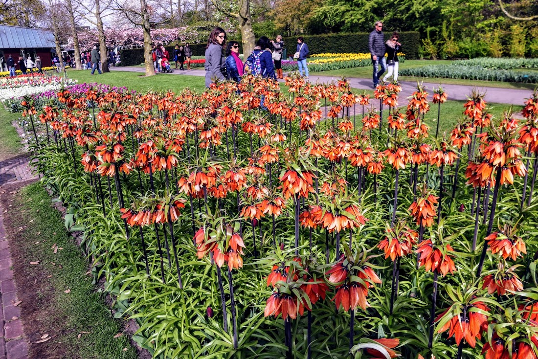 Парк Keukenhof, Ouddorp и Rotterdam "на закуску" - апрель 2017