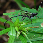 Pelecinid Wasp