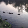 Black bellied whistling duck (with white faced whistling ducks)