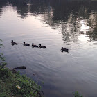 Black bellied whistling duck (with white faced whistling ducks)