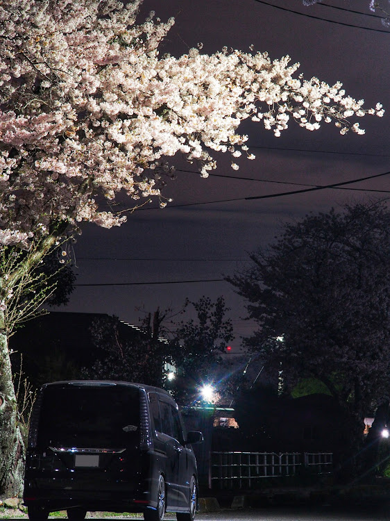 セレナの桜と愛車・一眼レフカメラ初心者・へたくそ一眼・まるで成長していないに関するカスタム事例の投稿画像2枚目
