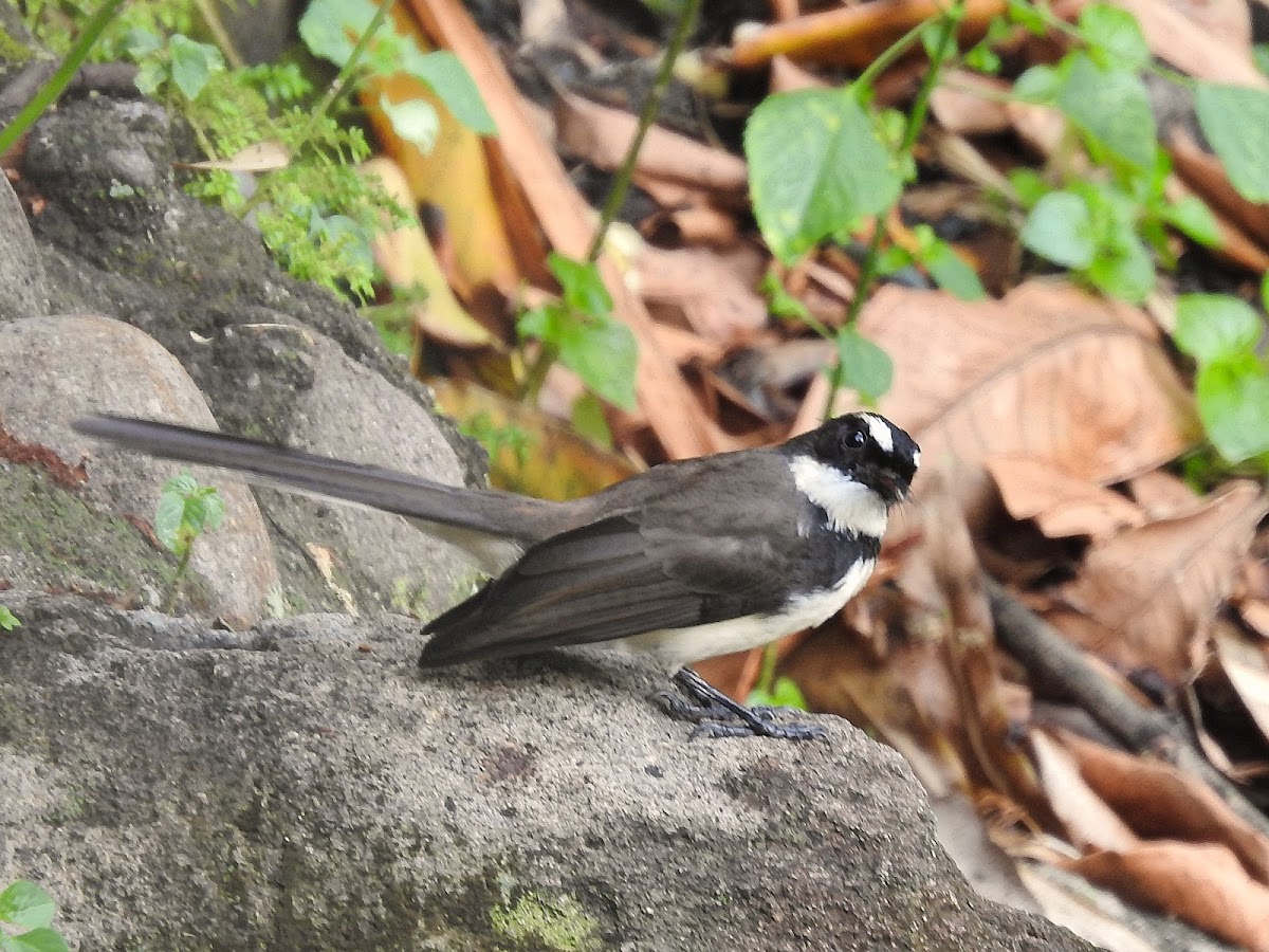 Philippine Pied Fantail