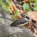 Philippine Pied Fantail