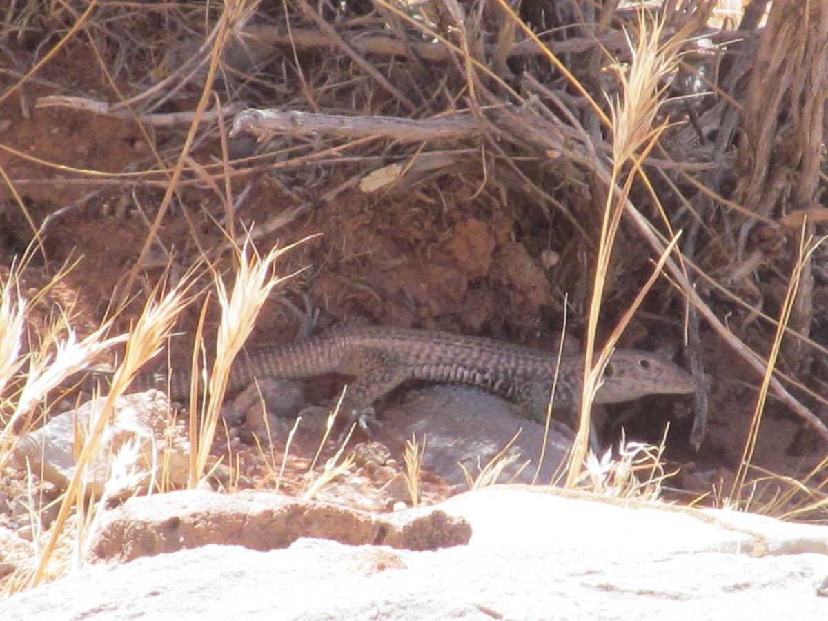 Great Basin Whiptail