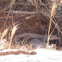 Great Basin Whiptail