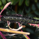 Bedstraw Sphinx Moth Larva