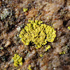 Candleflame Lichen