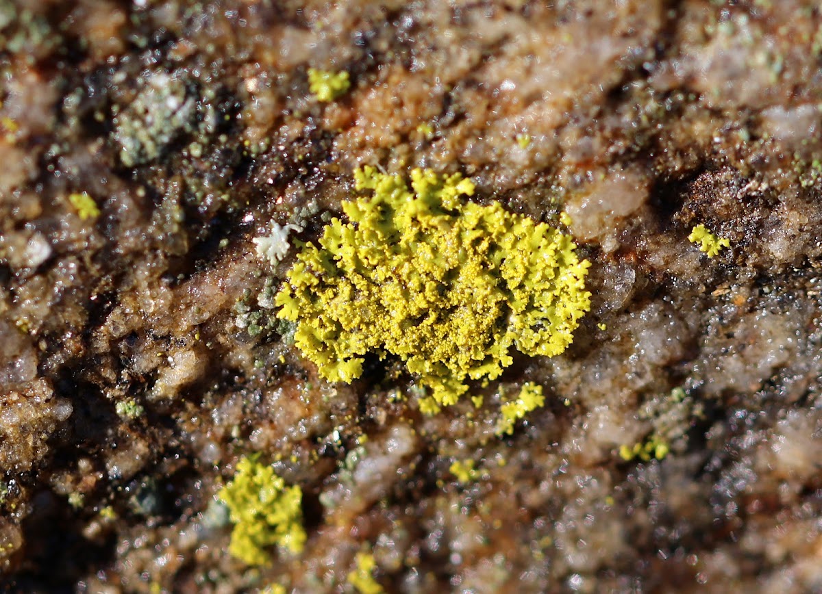 Candleflame Lichen