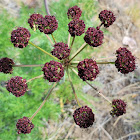 Fernleaf biscuitroot