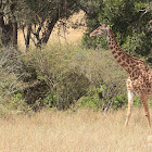 Masai giraffe, Maasai giraffe, Kilimanjaro giraffe