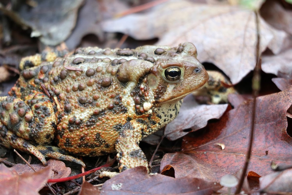 American Toad