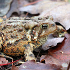 American Toad