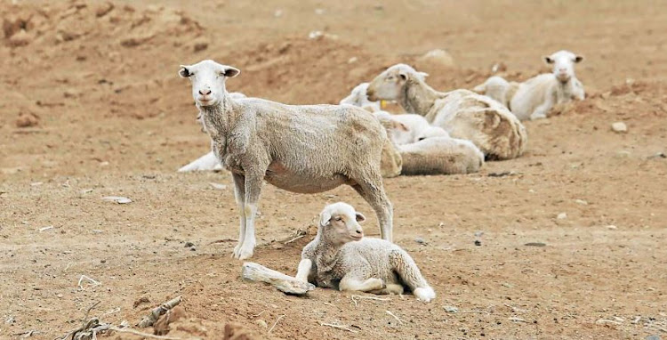 The drought-ravaged Northern Cape is to be declared a disaster area. File photo.