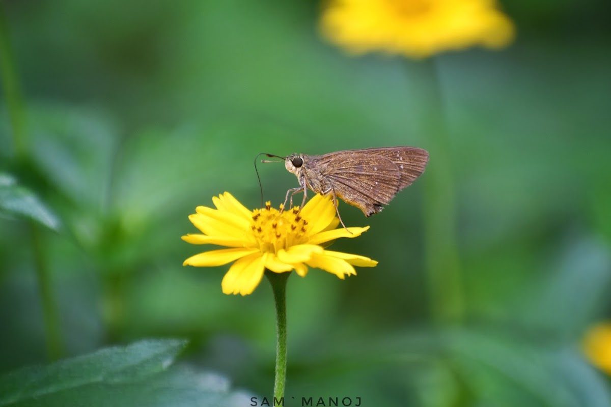 Rice Swift (Skipper)