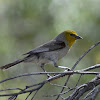 Verdin