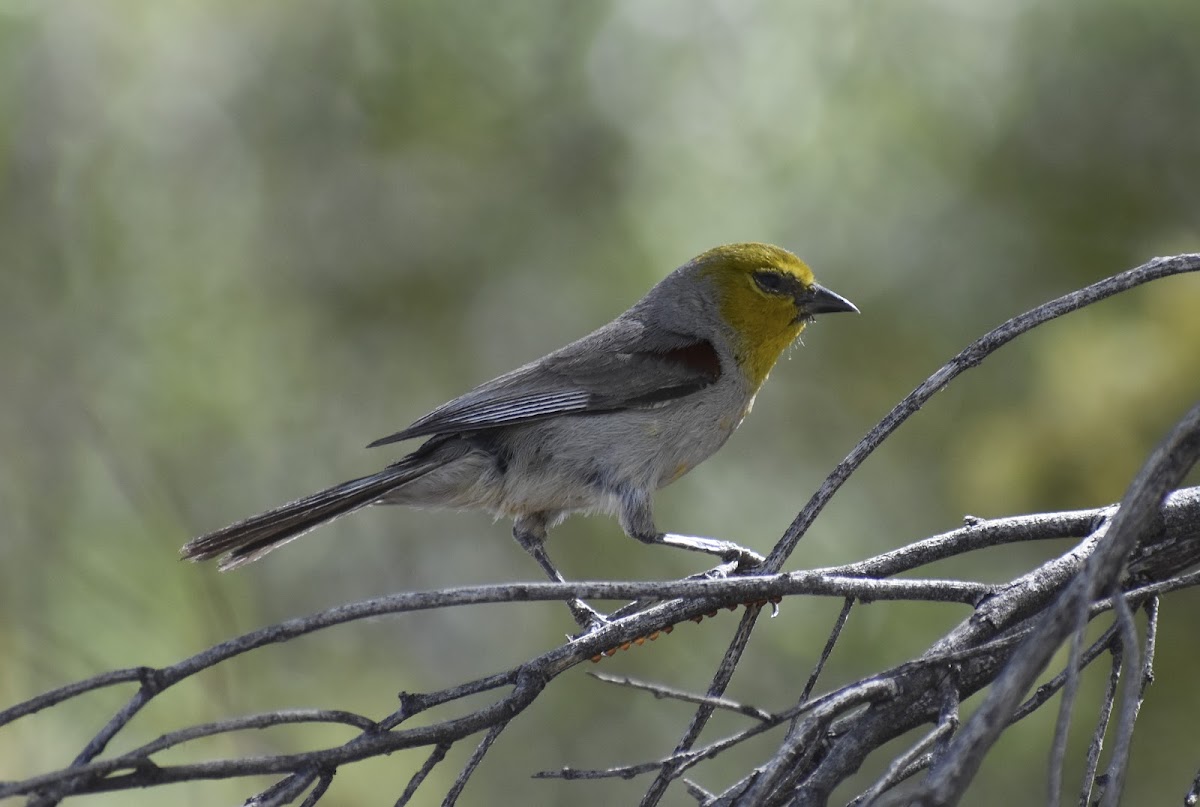 Verdin