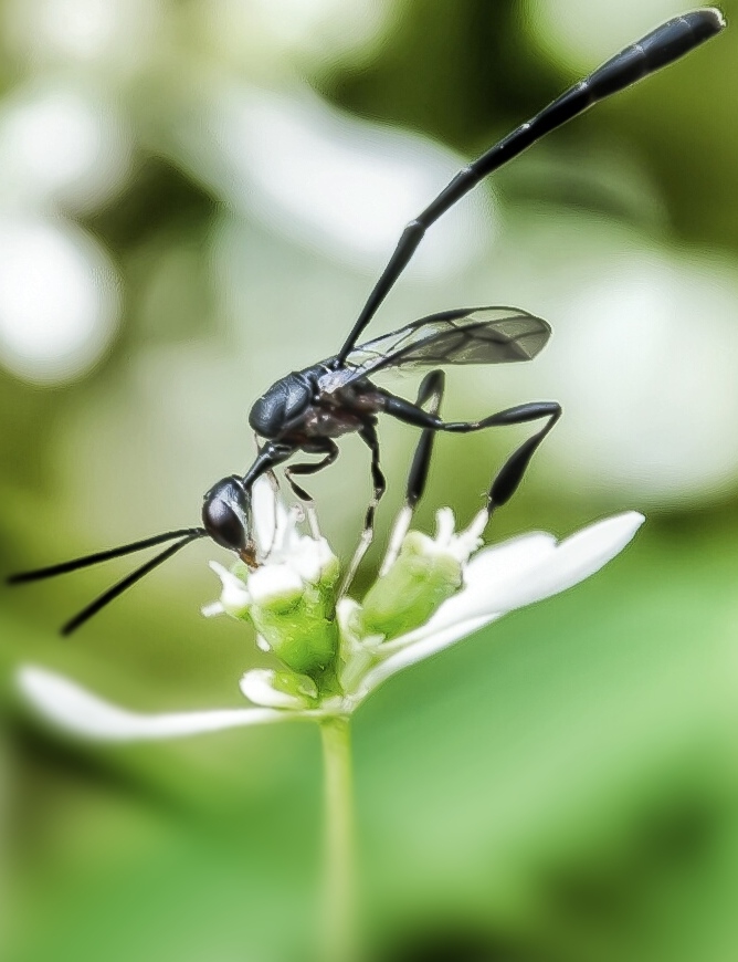 Gasteruption Wasp / Vespa-Gasteruption