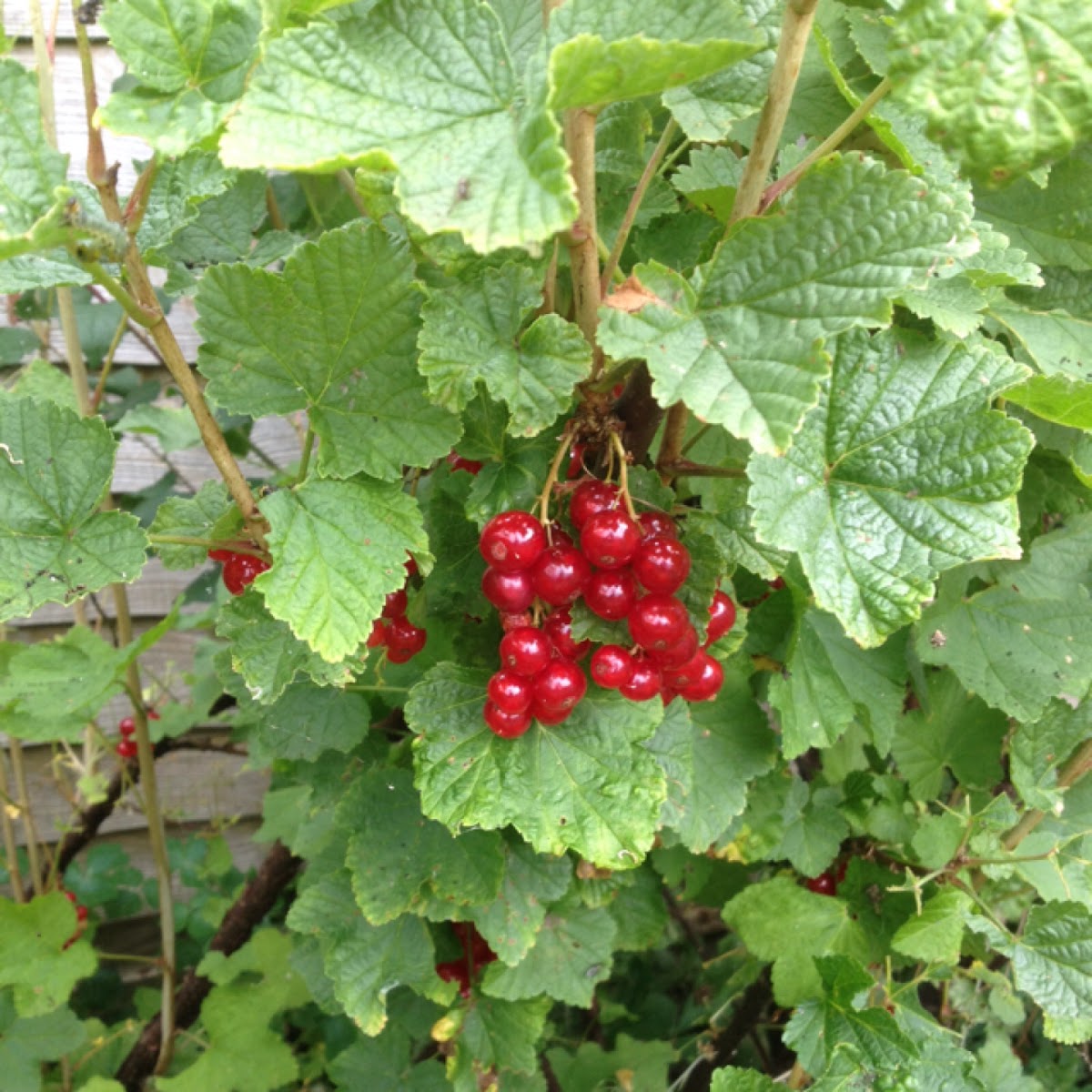 Redcurrants / Groseilles / Raisinets/