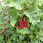 Redcurrants / Groseilles / Raisinets/