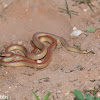 Ground Snake