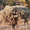 Teddy bear cholla