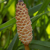 Common horsetail