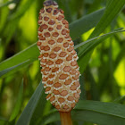 Common horsetail